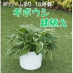 ギボウシ鉢植え 10号鉢