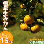 極早生みかん 約7.5kg