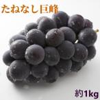 有田巨峰村の朝採りたねなし巨峰約1kg