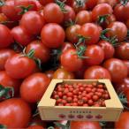 fu.... налог Ishii блок {2kg}... много ju-si-. мини помидоры [. клей ] 10 месяц c последовательный отправка предположительно 011-101