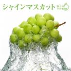 ふるさと納税 長野県 長野県産★大粒シャインマスカット★2房入り 量目1kg以上保証!糖度、皮の薄さに自信あり!