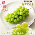 ふるさと納税 荒尾市 【先行予約】【数量限定】荒尾市産 朝採り シャインマスカット 5〜8房 約4kg【前田果樹園】