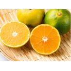 秀品 由良早生みかん 約3kg