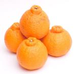 厳選 不知火10kg+250g 傷み補償分