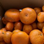 ふるさと納税 由良町 【訳あり】温州みかん(サイズ混合)10キロ