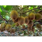 fu.... налог Kouya блок [2026 год 2 месяц .. последовательный отправка ] лес книга@ сельское хозяйство .. киви фрукты 2kg