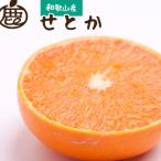 厳選 せとか10kg+250g 傷み補償分