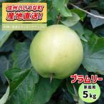 りんご ブラムリー 訳あり 5kg