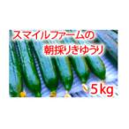 朝採りきゅうり5kg