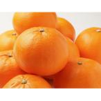 ショッピングせとか ふるさと納税 高野町 【2026年2月より順次発送】森本農園のせとか　2kg