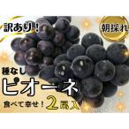 訳あり ピオーネ1.2kg
