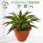 緑の匠が選んだ観葉植物 素敵な空間づくりに
