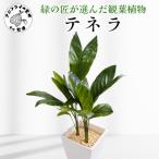 緑の匠が選んだ観葉植物 素敵な空間づくりに