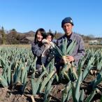 fu.... налог внизу . рисовое поле блок подлинный внизу . рисовое поле производство! внизу . рисовое поле лук-батун [L размер 15шт.@] холод . зима . максимально высокий. .. жарение .!