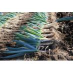 fu.... налог внизу . рисовое поле блок love . включено ..... внизу . рисовое поле . еда . сравнение комплект (M 2 шт *L 2 шт *LL3шт.@)