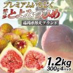 ふるさと納税 春日市 【2026年8月下旬〜26年10月下旬発送予定】福岡県ブランドいちじく「博多とよみつひめ」4パック