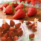 JA遠州中央 いちご食べ比べ 紅ほっぺ きらぴ香