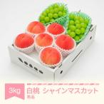 ふるさと納税 村山市 先行予約 白桃秀品&シャインマスカット 詰め合わせ 計約3kg 令和7年産