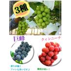 ふるさと納税 甲州市 食べ比べ大会シャインマスカット・クインニーナ・巨峰【3種セット全4房】生産者直送【2025年発送】