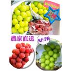 ふるさと納税 甲州市 【生産者直送】シャインマスカットVSクインニーナ【2種食べ比べセット】1.5kg以上　2026年発送