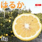 訳ありはるか みかん 5kg