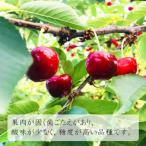 ふるさと納税 中山町 【令和8年産先行受付】山形県中山町産さくらんぼ<紅秀峰>秀品Lサイズ以上 約400g(200×2P)