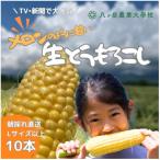 ふるさと納税 茅野市 【先行予約】メロンのように甘い 生とうもろこし 10本 「味来」「サニーショコラ」