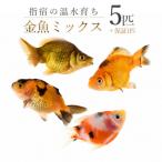 金魚ミックス5匹+マツモ付き アクアファームはくと