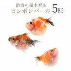 ピンポンパール5匹 IB148-003