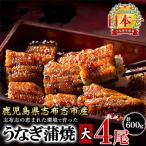 ふるさと納税 志布志市 鹿児島県産 うなぎの大楠 〈大〉 4尾 計600g 150g×4 【大楠鰻】 b8-026