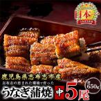 うなぎの大楠 5尾セット計650g 130g×5