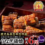 ふるさと納税 志布志市 鹿児島県産 うなぎの大楠 〈特大〉 6尾 計1kg超 170g×6 【大楠鰻】 d5-001