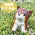 信楽焼 豆柴犬 緋色