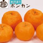 ポンカン2.5kg+250g 傷み補償分