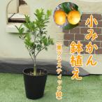 小みかん鉢植え 黒プラスティック鉢21cm