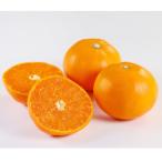 ショッピングせとか ふるさと納税 八幡浜市 せとか1.5kg(秀品)【C21-43】