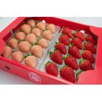 ショッピングふるさと納税 いちご ふるさと納税 佐賀県 ほんのりピンクの白いちご『淡雪』2パック&定番のおいしさ『さがほのか』2パックセット