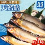 清流 球磨川 天然鮎 約1kg