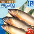 清流 球磨川 天然鮎 3尾