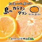 完熟春みかん カラマンダリン 2kg