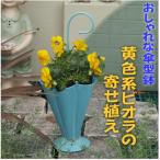 傘型アイアン鉢 ビオラの寄せ植え 黄色系