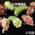フィンガーライム おまかせセット 約100g