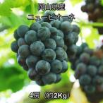 ニュー ピオーネ 4房 約2kg