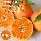 木熟 ハウス栽培の不知火7kg ※3月中旬~