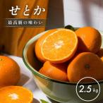 ふるさと納税 今治市 【先行予約】【数量限定】ホリ田ヤ せとか 2.5kg【K002420】