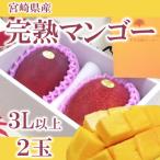 完熟マンゴー3L~4Lサイズ2玉化粧箱入り