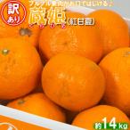 蔵姫 くらひめ 紅甘夏 訳あり 優品 約14kg