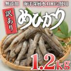 めひかり 干物 1.2kg