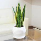 観葉植物 サンスベリアボール型陶器鉢 白