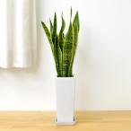 観葉植物 サンスベリアスクエア陶器鉢